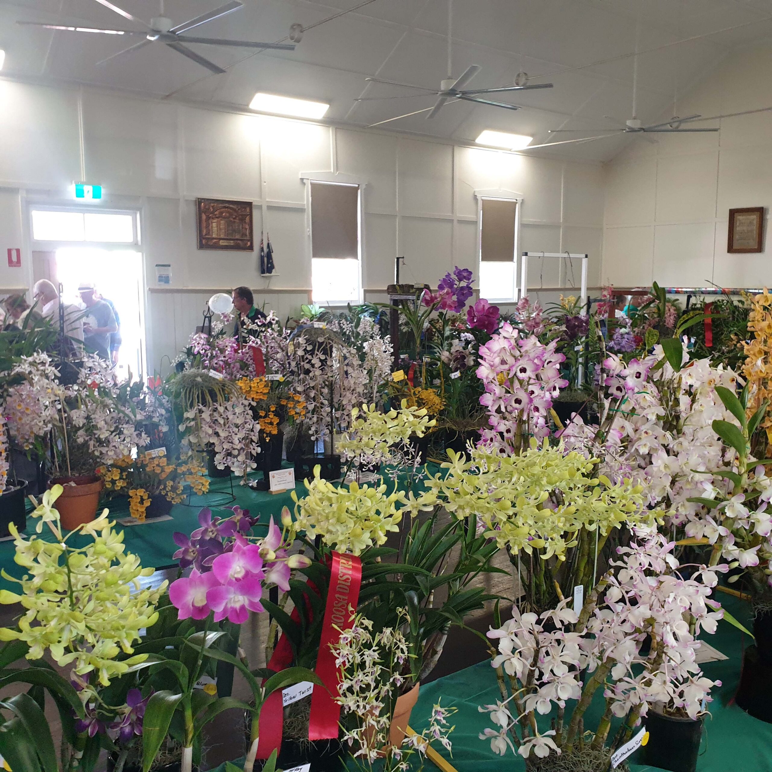 Noosa District Orchid & Foliage Society show