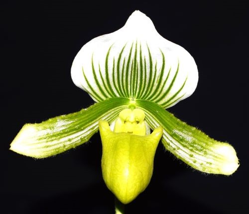 A champion orchid displayed by the society