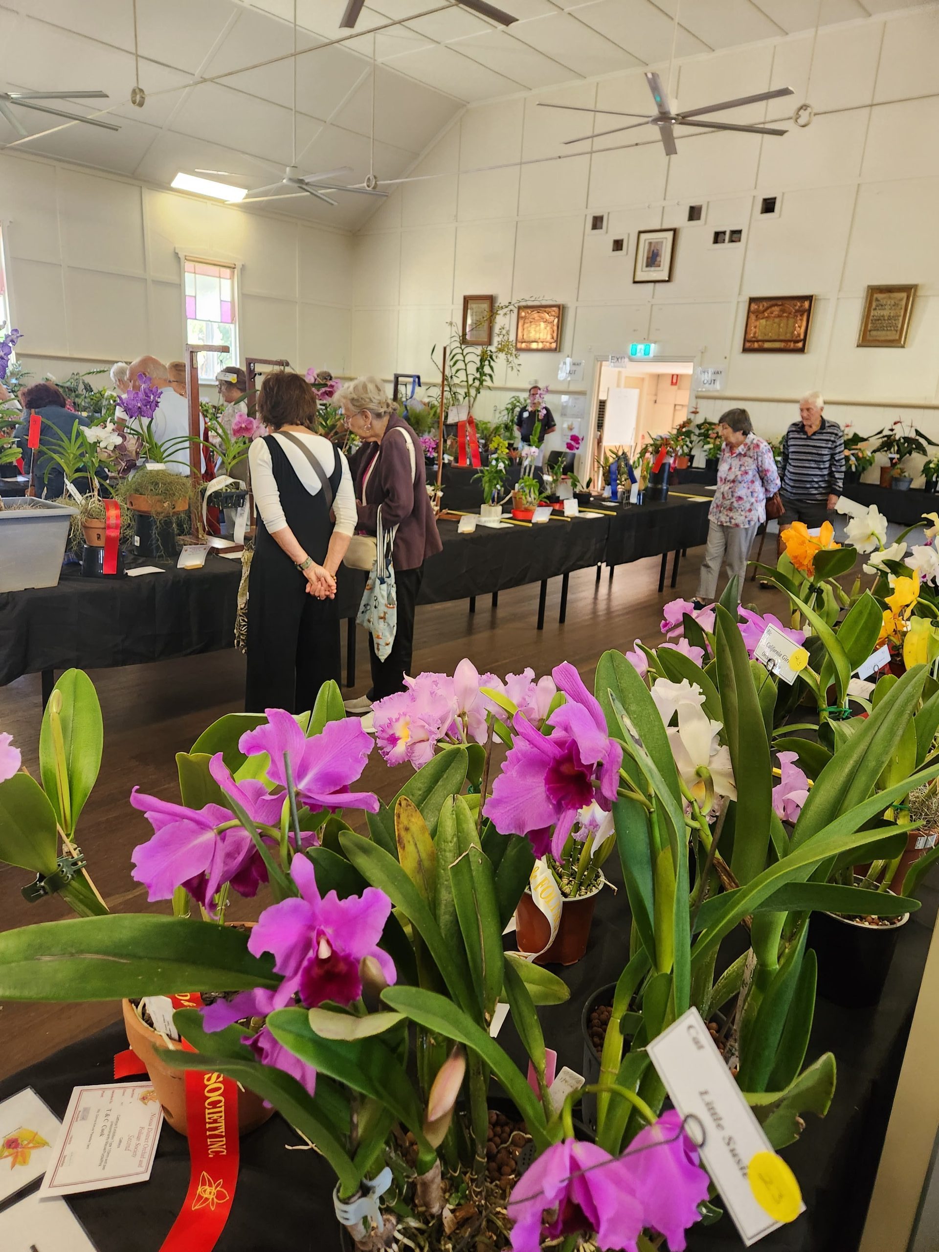 Orchids displayed at a Noosa District Orchid & Foliage Society show