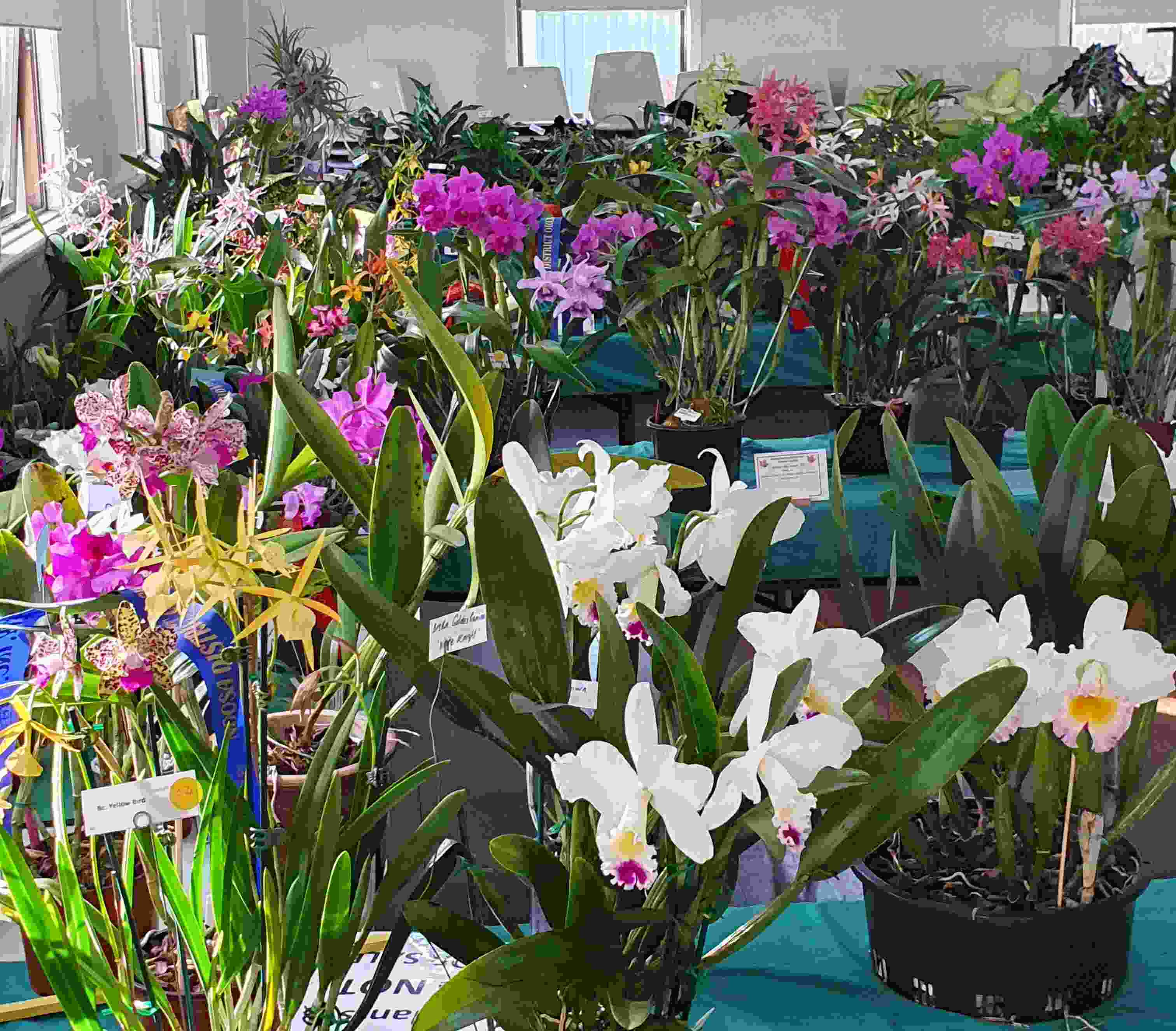 Spring show orchids